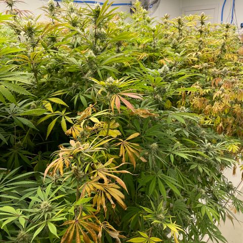 Super sour space candy  growlog timeline photo