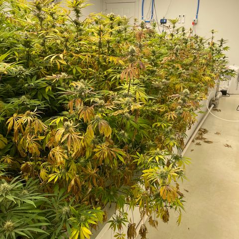 Super sour space candy  growlog timeline photo