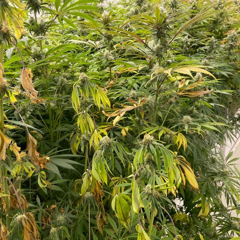 Super sour space candy  growlog timeline photo