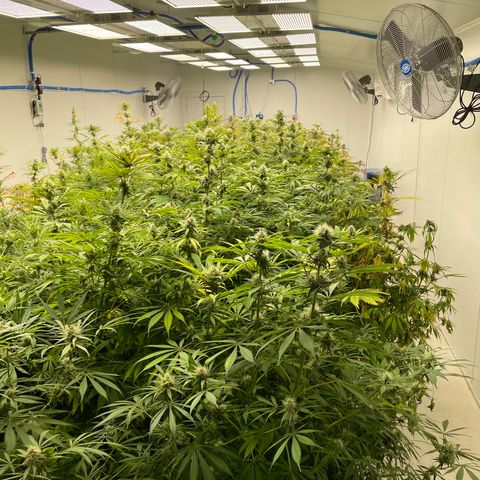Super sour space candy  growlog timeline photo