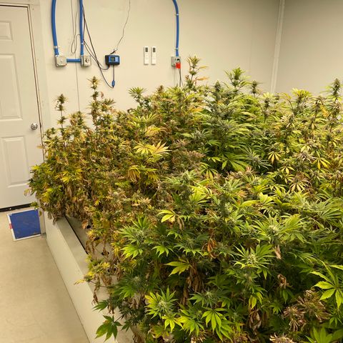 Lifter  growlog timeline photo