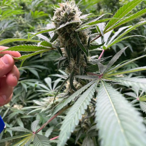 Lifter  growlog timeline photo