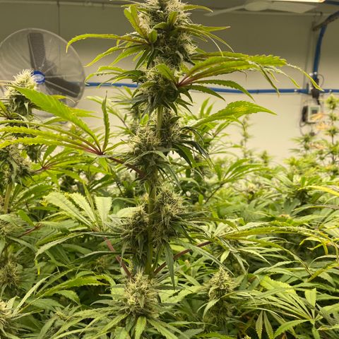 Super sour space candy  growlog timeline photo