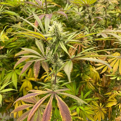 Super sour space candy  growlog timeline photo
