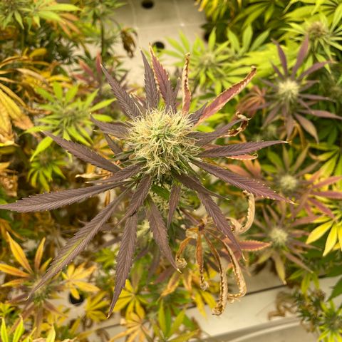 Super sour space candy  growlog timeline photo