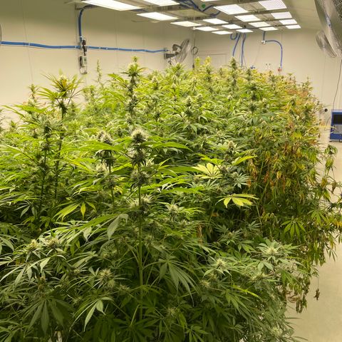 Super sour space candy  growlog timeline photo