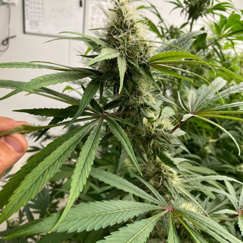 Super sour space candy  growlog timeline photo
