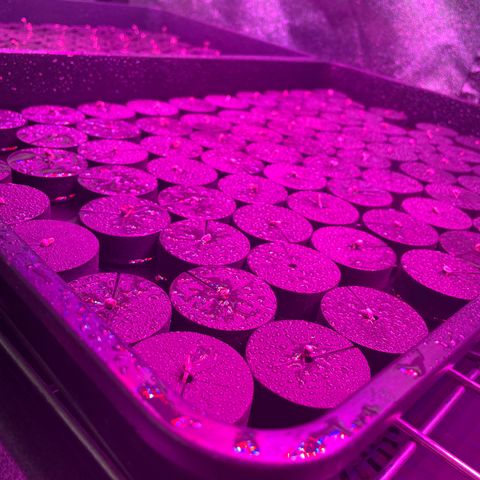 White cbg  growlog photo: Into collars sprayed 2 times a day with tap water looking alright 