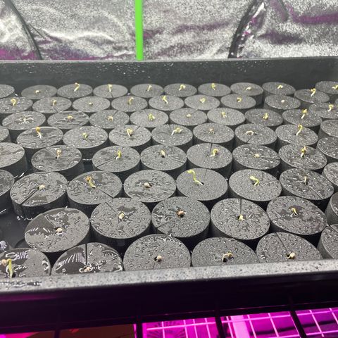 White cbg  growlog photo: Into collars sprayed 2 times a day with tap water looking alright 