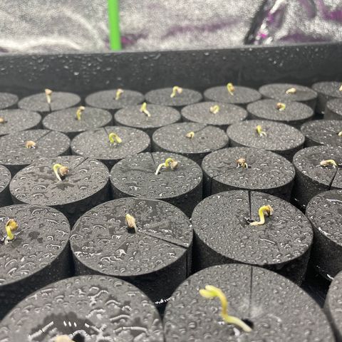 White cbg  growlog photo: Into collars sprayed 2 times a day with tap water looking alright 