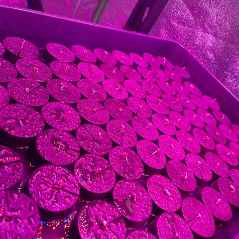 White cbg  growlog photo: Into collars sprayed 2 times a day with tap water looking alright 