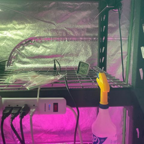 White cbg  growlog photo: Into collars sprayed 2 times a day with tap water looking alright 