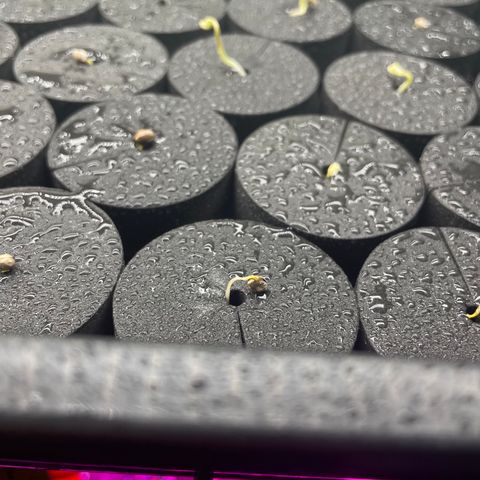 White cbg  growlog photo: Into collars sprayed 2 times a day with tap water looking alright 