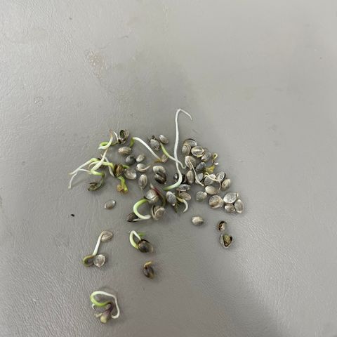 White cbg  growlog timeline photo