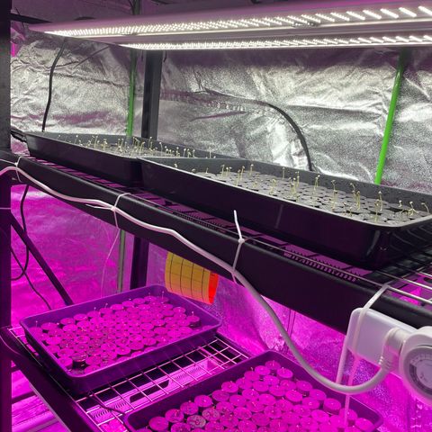 White cbg  growlog timeline photo