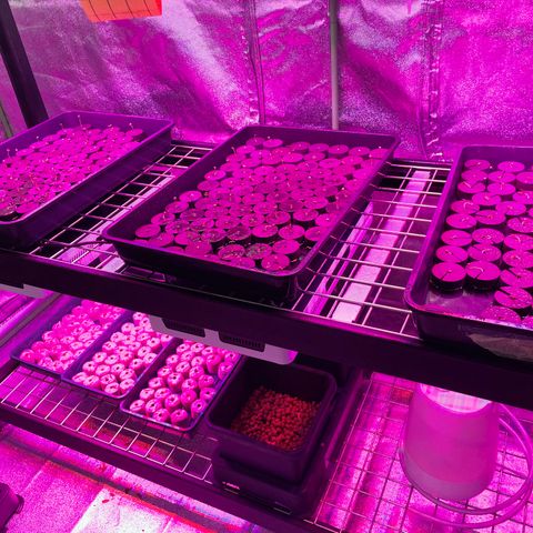 White cbg  growlog timeline photo