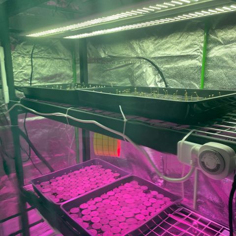 White cbg  growlog timeline photo