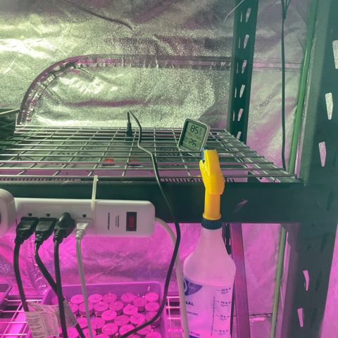 White cbg  growlog timeline photo