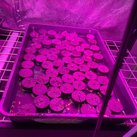 White cbg  growlog photo: Looking good 