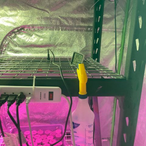 White cbg  growlog photo: Looking good 