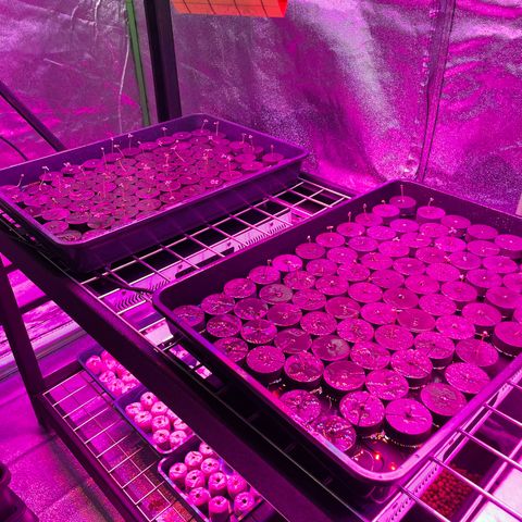 White cbg  growlog photo: Looking good 