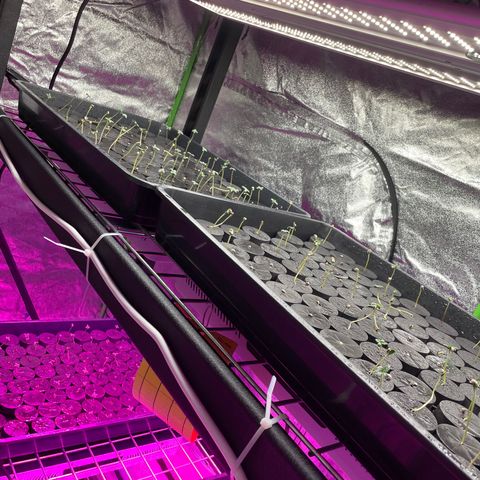 White cbg  growlog photo: Looking good 