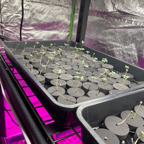 White cbg  growlog timeline photo