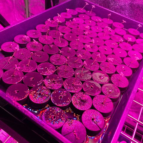 White cbg  growlog timeline photo