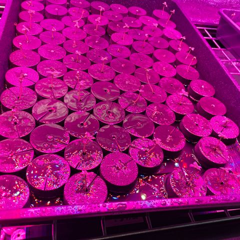 White cbg  growlog timeline photo