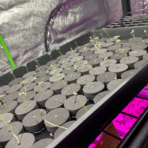White cbg  growlog timeline photo