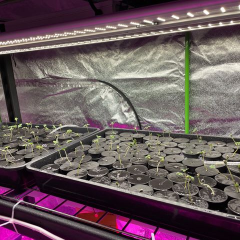 White cbg  growlog timeline photo