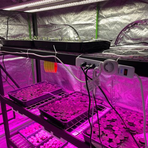 White cbg  growlog timeline photo