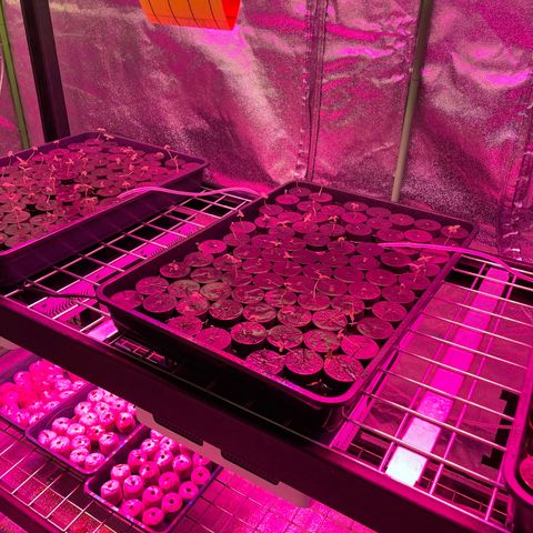 White cbg  growlog timeline photo
