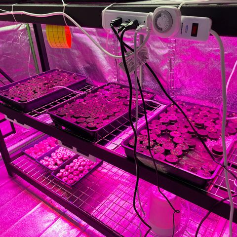 White cbg  growlog timeline photo