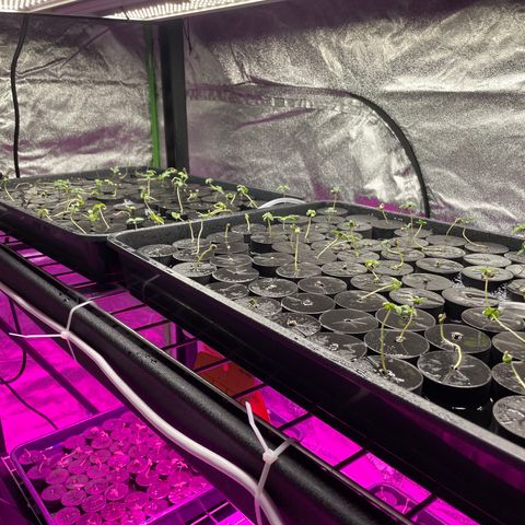 White cbg  growlog photo: Plants starting to show white tips on leaves 