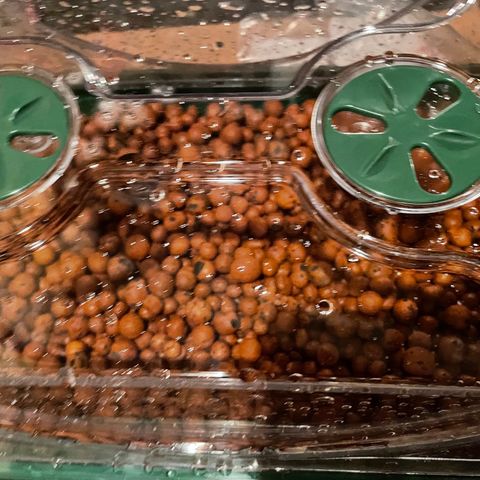 White cbg  growlog photo: New seed planting trial  