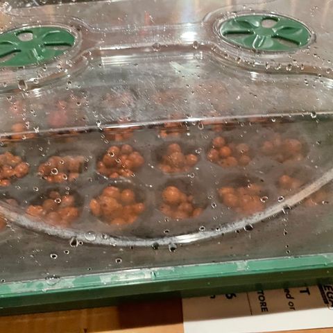 White cbg  growlog photo: New seed planting trial  