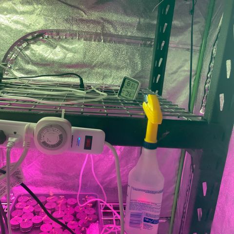 White cbg  growlog photo: Plants starting to look stressed 