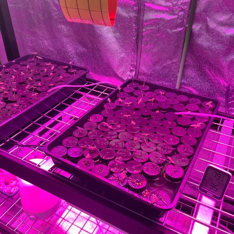 White cbg  growlog photo: Plants starting to look stressed 