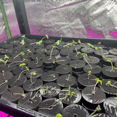 White cbg  growlog photo: Plants starting to look stressed 