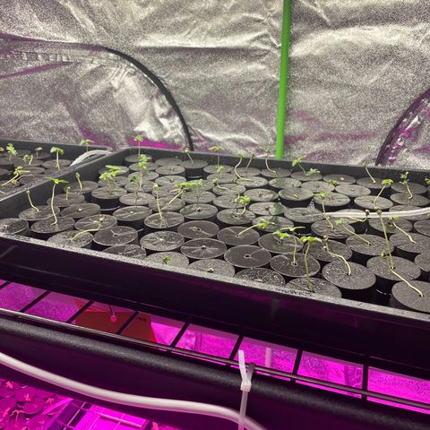 White cbg  growlog photo: Plants starting to look stressed 