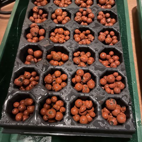 White cbg  growlog photo: No plant showing yet 