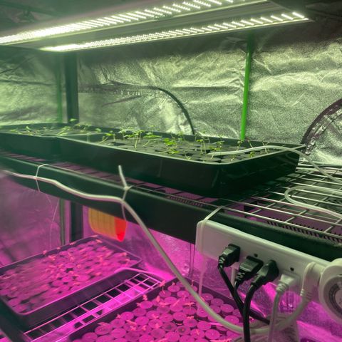 White cbg  growlog photo: Plants sprayed 2 times a day low humidity 