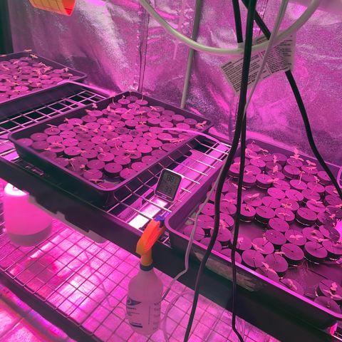 White cbg  growlog photo: Plants sprayed 2 times a day low humidity 