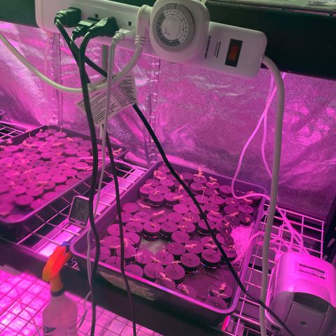 White cbg  growlog photo: Plants sprayed 2 times a day low humidity 
