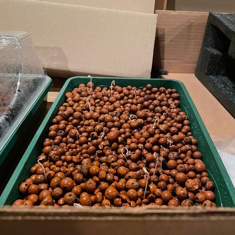 White cbg  growlog photo: Experiment plants the ones in hydroton no direction cups doing the best the open cell hydroton just to long and stringy 