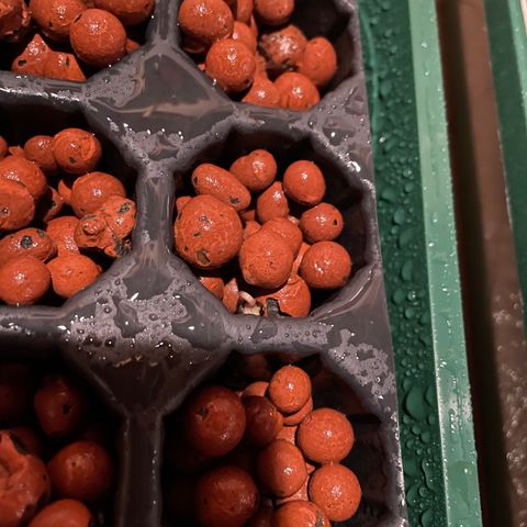 White cbg  growlog photo: Experiment plants the ones in hydroton no direction cups doing the best the open cell hydroton just to long and stringy 