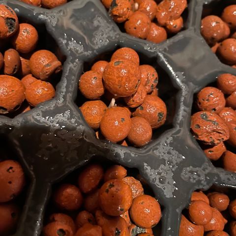 White cbg  growlog photo: Experiment plants the ones in hydroton no direction cups doing the best the open cell hydroton just to long and stringy 