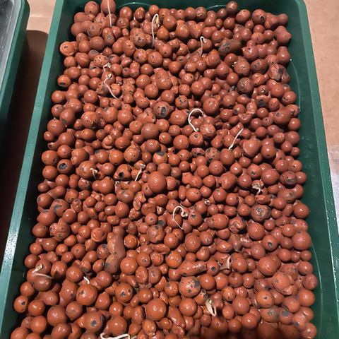 White cbg  growlog photo: Experiment plants the ones in hydroton no direction cups doing the best the open cell hydroton just to long and stringy 