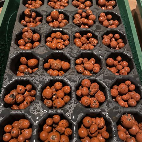 White cbg  growlog photo: Experiment plants the ones in hydroton no direction cups doing the best the open cell hydroton just to long and stringy 